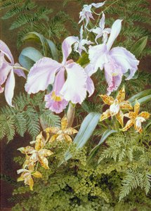 Orchidées